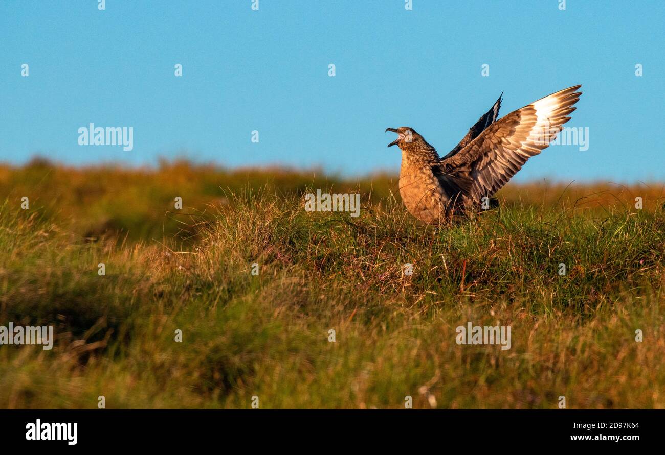 Great skua (Stercorarius skua) on the ground shouting to defend its territory, Norway Stock Photo