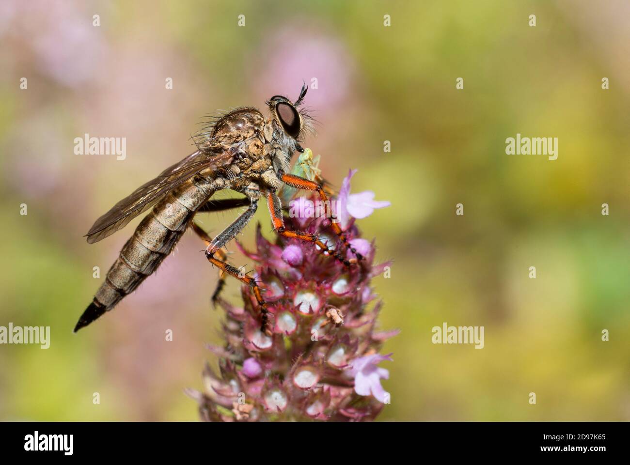 Brown Heath Robberfly (Tolmerus cingulatus) devouring a leafhopper, Vosges du Nord Regional Nature Park, France Stock Photo