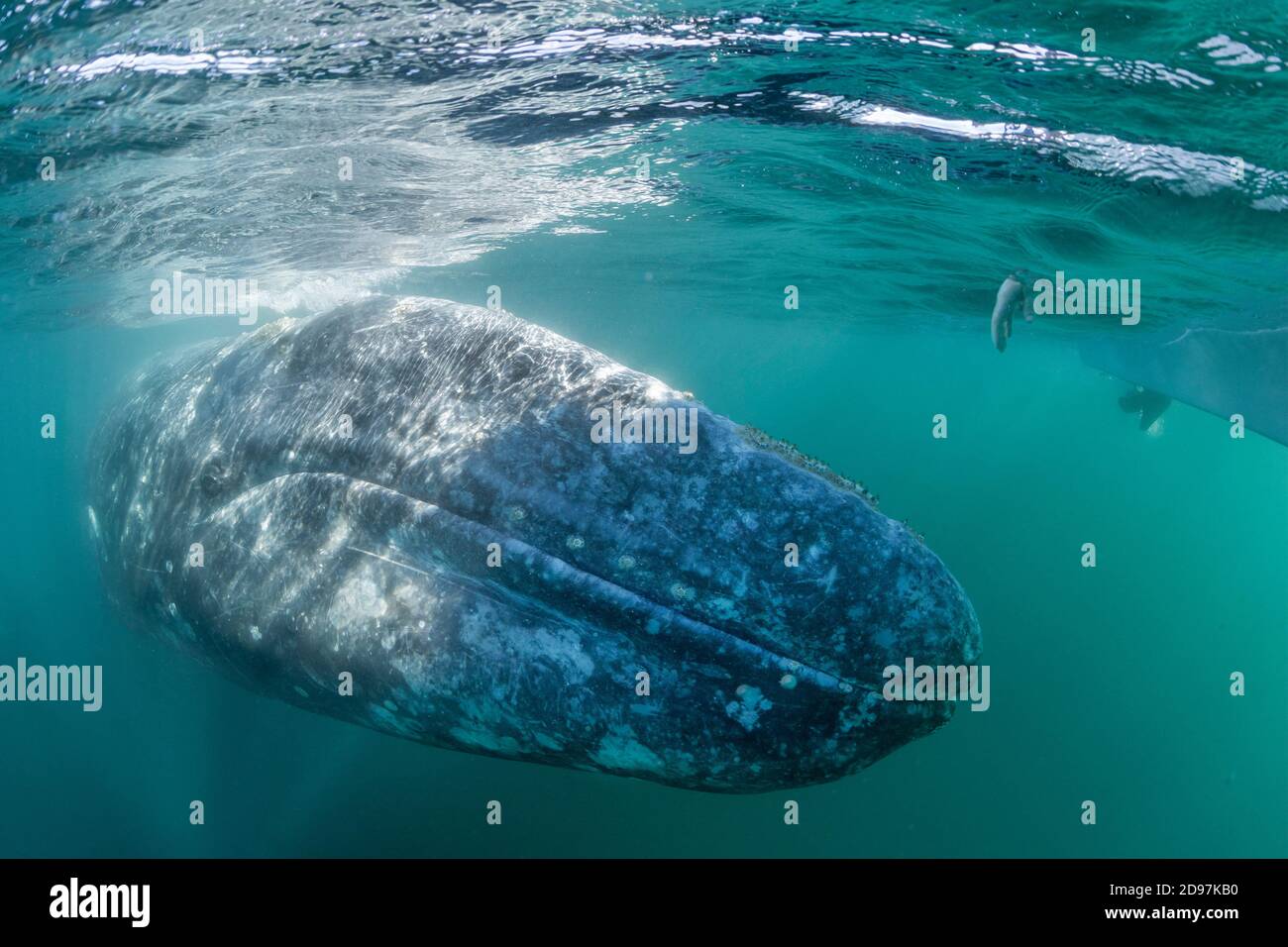 Grey whale (Eschrichtius robustus) underwater, Magdalena Bay, Baja