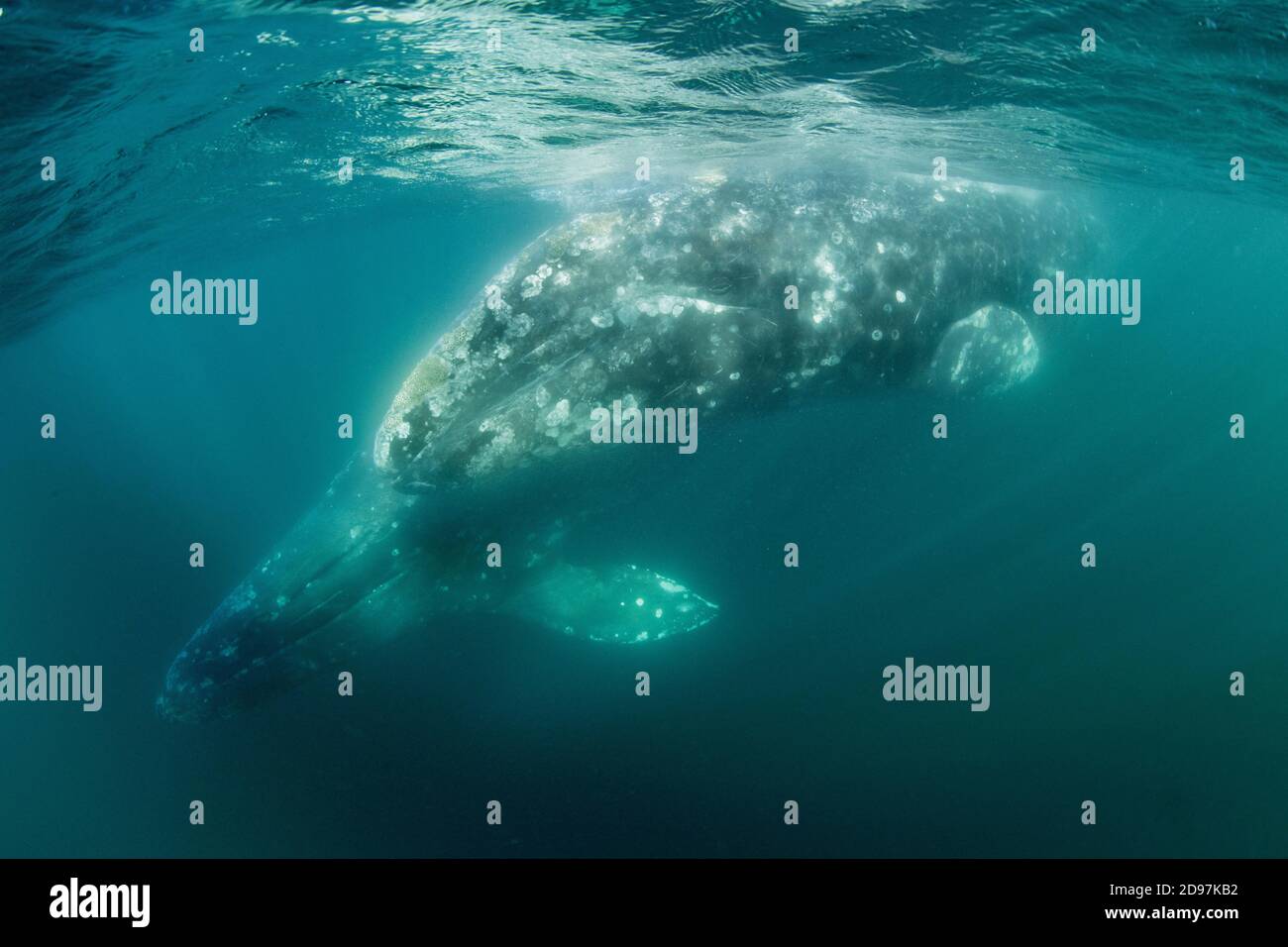 Two Grey whales (Eschrichtius robustus) underwater, Magdalena Bay, Baja