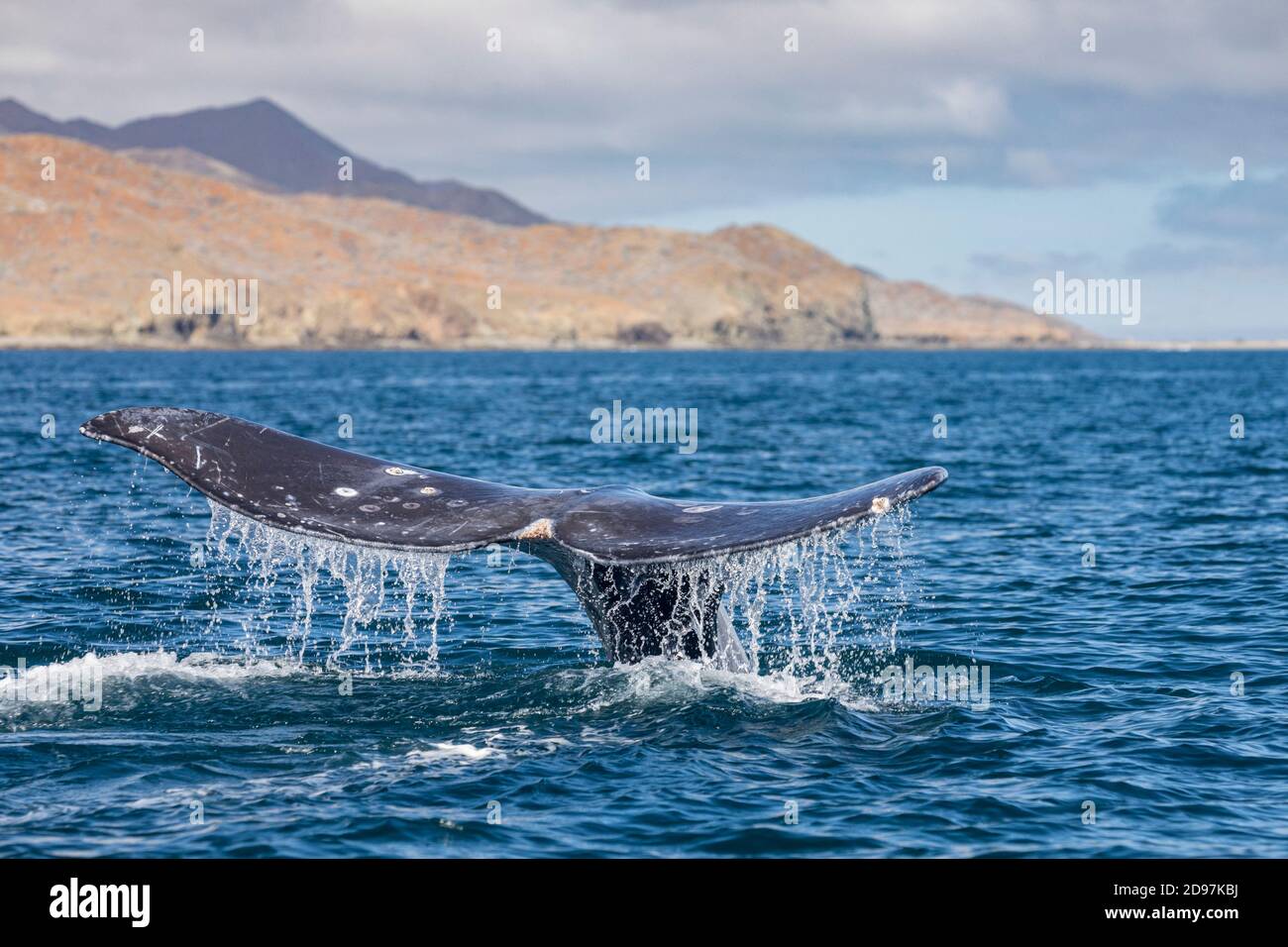 Grey whale (Eschrichtius robustus) diving with tail fluke above water, Magdalena Bay, Baja California, Mexico. Stock Photo