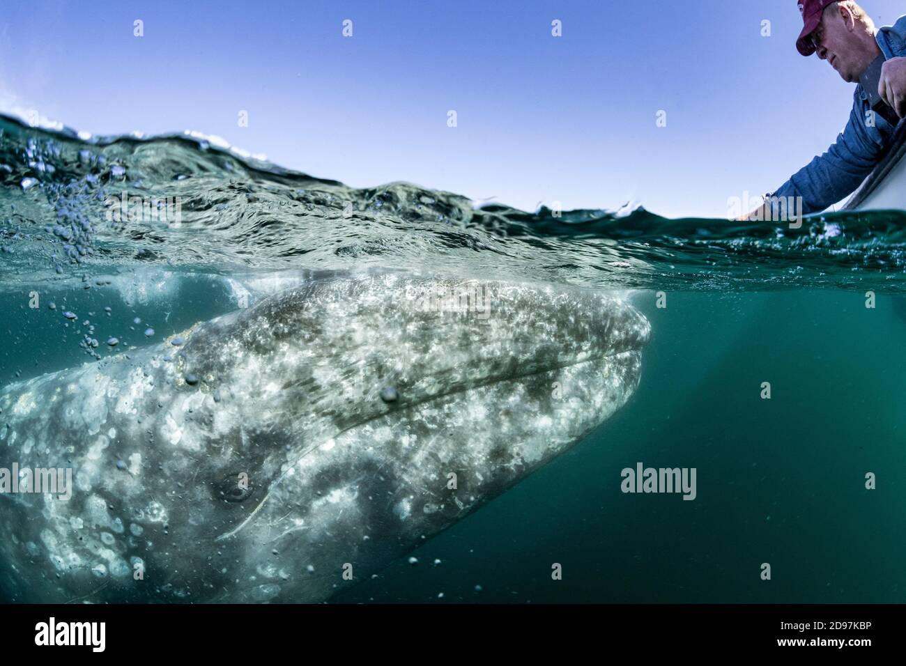 Gray whale (Eschrichtius robustus), approaches boat and allowing people to stroke it, Magdalena Bay, Baja California, Mexico. Stock Photo