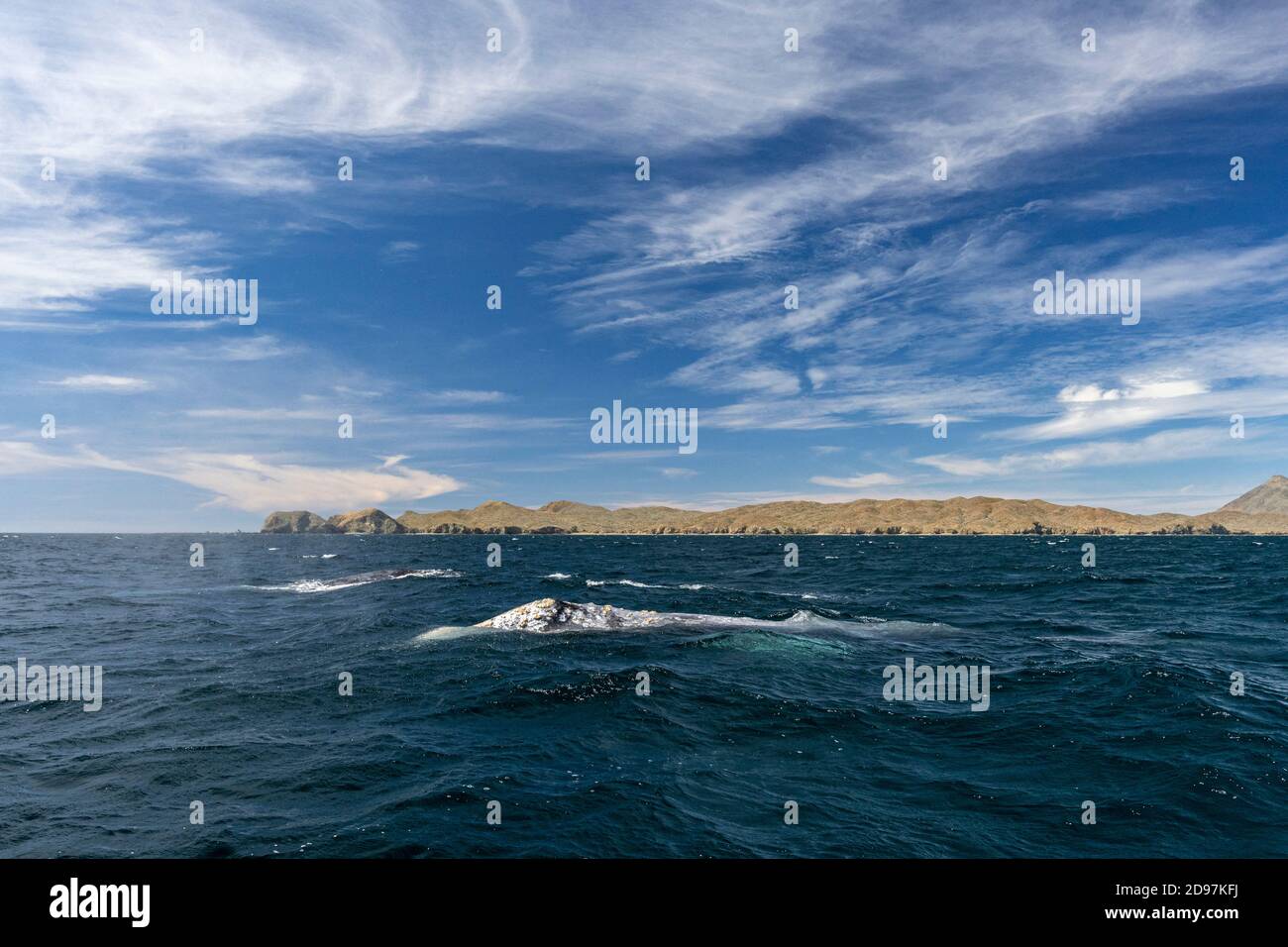 Grey whale (Eschrichtius robustus) surfacing, Magdalena Bay, Baja California, Mexico. Stock Photo