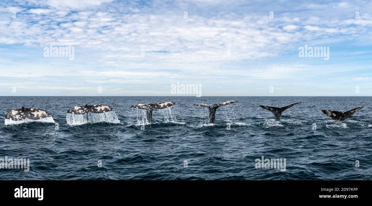 Digital ompositing of Grey whale (Eschrichtius robustus) diving with tail fluke above water, Magdalena Bay, Baja California, Mexico. Stock Photo