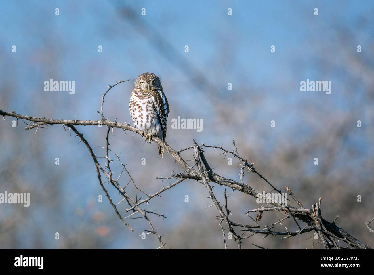 African barred owlet (Glaucidium capense) in day time isolated in natural background in Kruger National park, South Africa Stock Photo