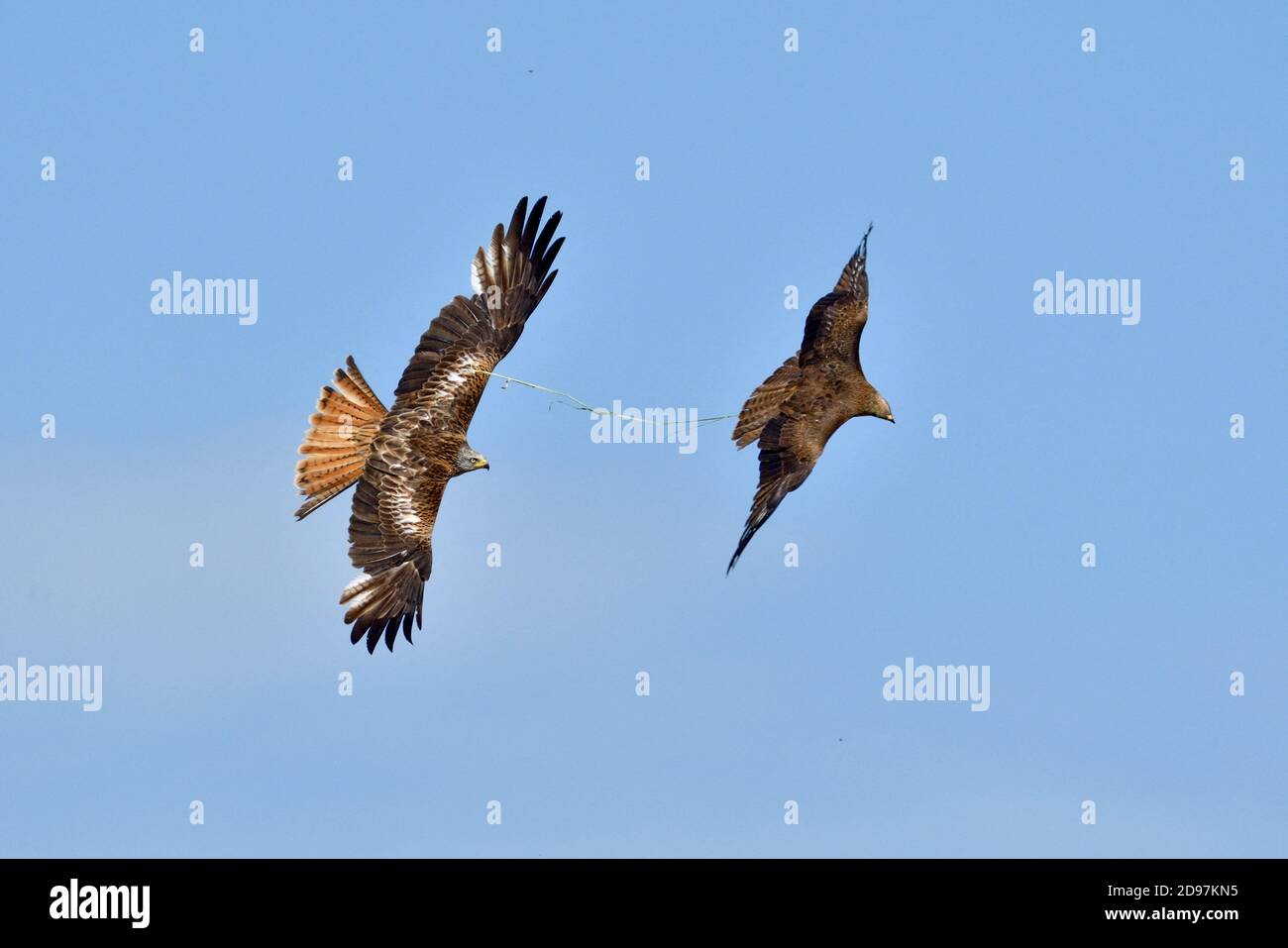 Red Kite (Milvus milvus) pursuing a Black Kite (Milvus migrans) to take its prey, France Stock Photo
