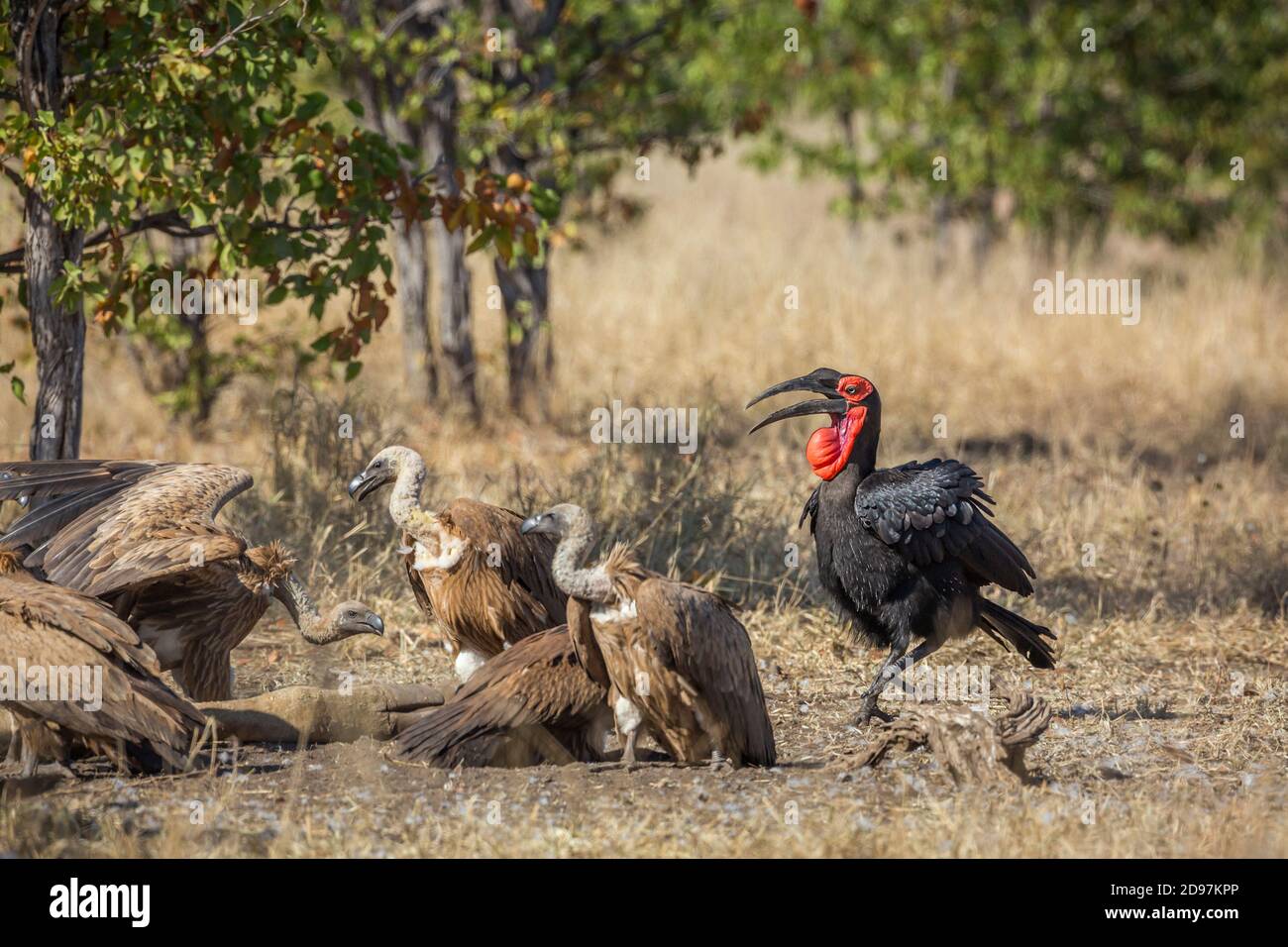 Southern Ground Hornbills and white-backed vultures in Kruger National park, South Africa ; Specie Bucorvus leadbeateri family of Bucerotidae Stock Photo