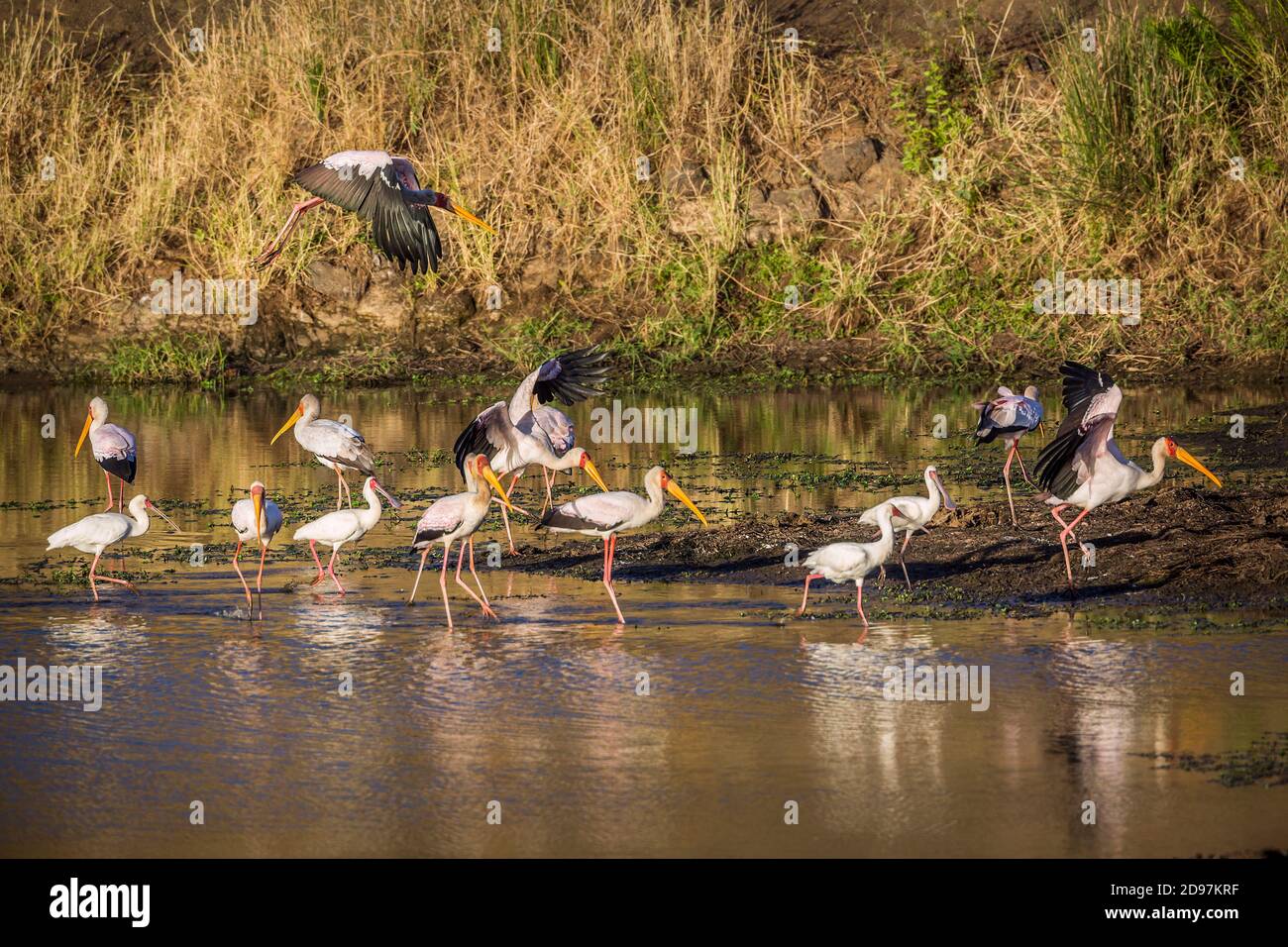 Flock of Yellow-Billed stork (Mycteria ibis) and african spoonbill (Platalea alba) at dawn in Kruger National park, South Africa Stock Photo