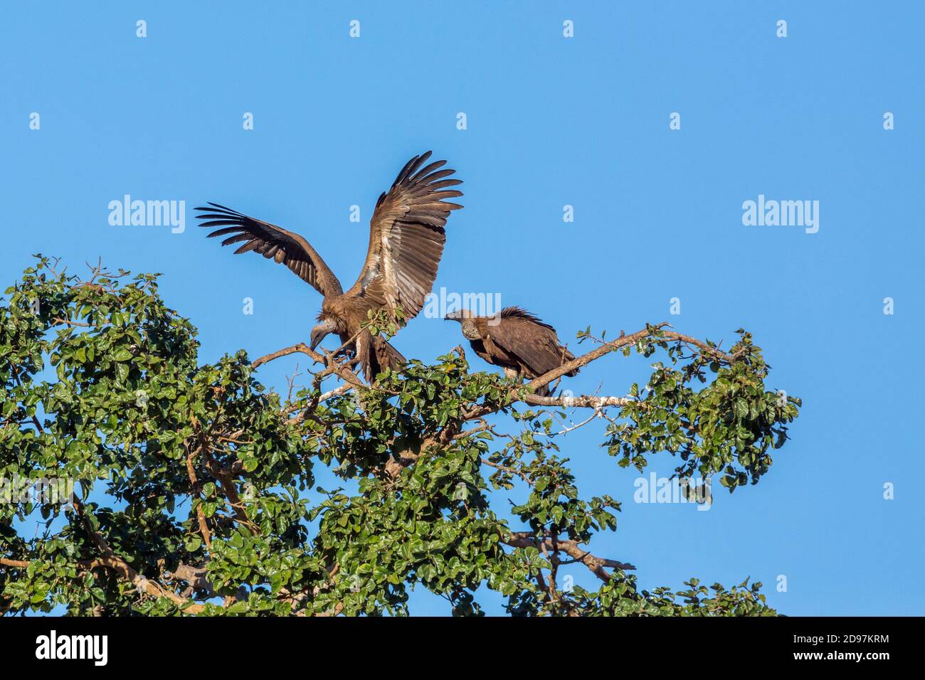 White backed Vulture (Gyps africanus) couple on top of a tree in Kruger National park, South Africa Stock Photo