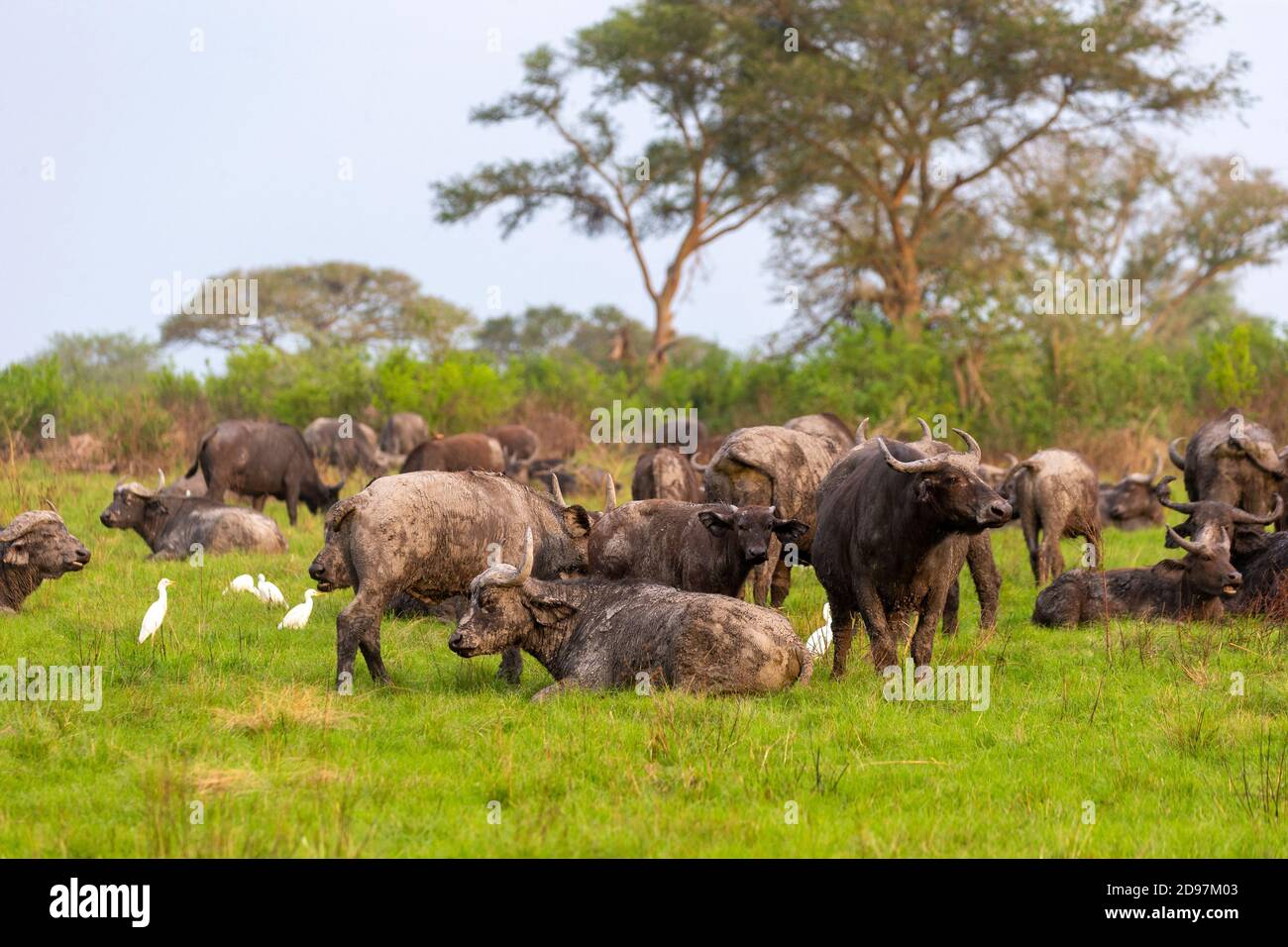 Cape buffalo (Syncerus caffer) gather during the rainy season to graze the lush grasslands at Ishasha in the southwest sector of the Queen Elizabeth N Stock Photo