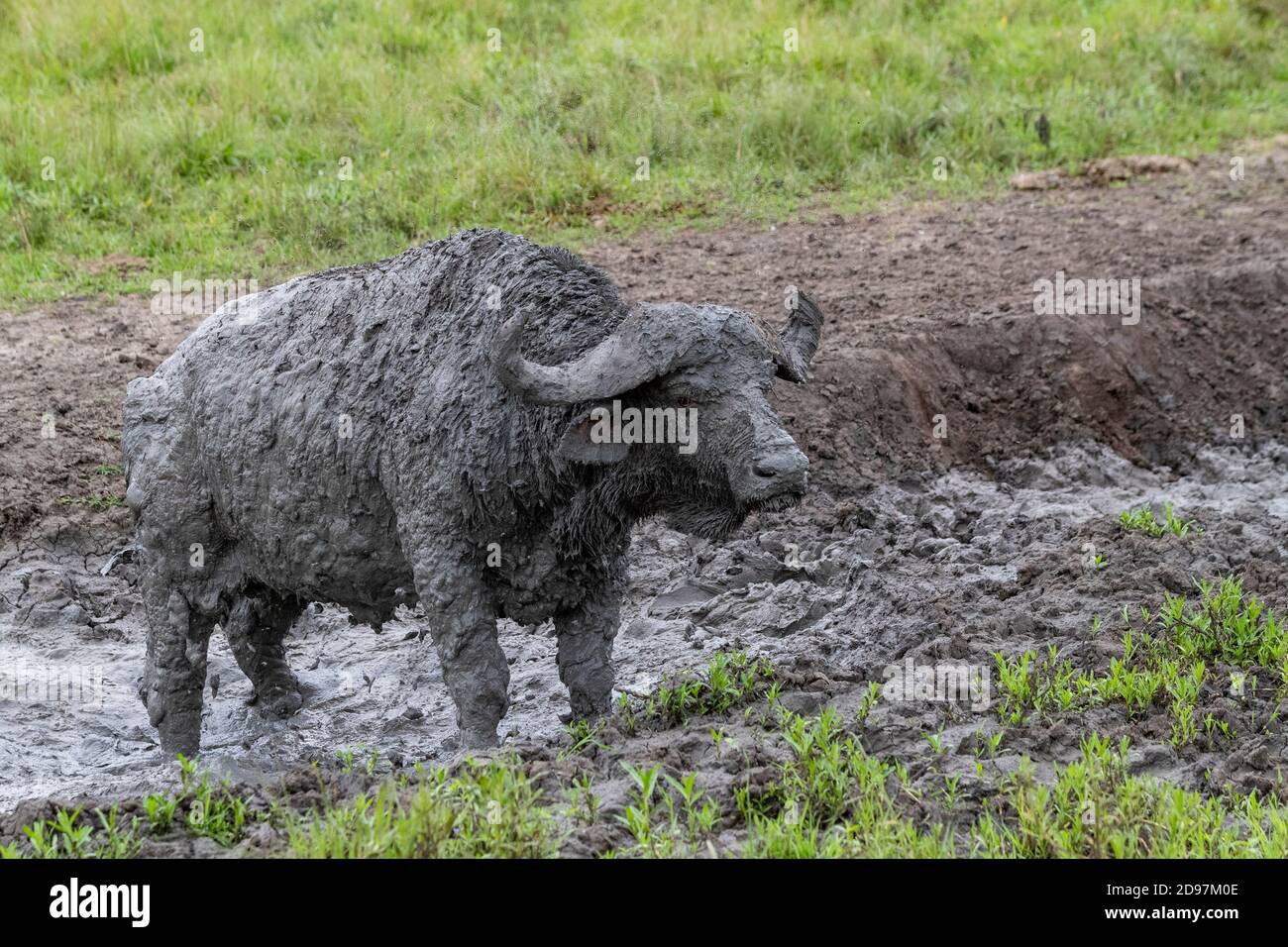 African buffalo (Syncerus caffer) takes a mud bath to escape insects, Lake Mburo National Park, Uganda Stock Photo