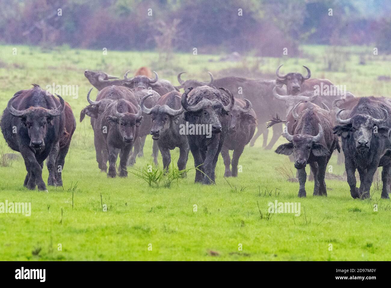 Cape buffalo (Syncerus caffer) gather during the rainy season to graze the lush grasslands at Ishasha in the southwest sector of the Queen Elizabeth N Stock Photo