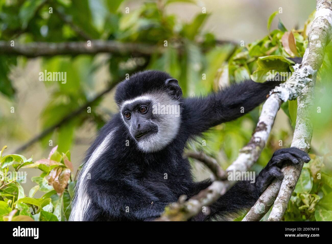 Black & white colobus (Colobus guereza), Kibale National Park, Uganda