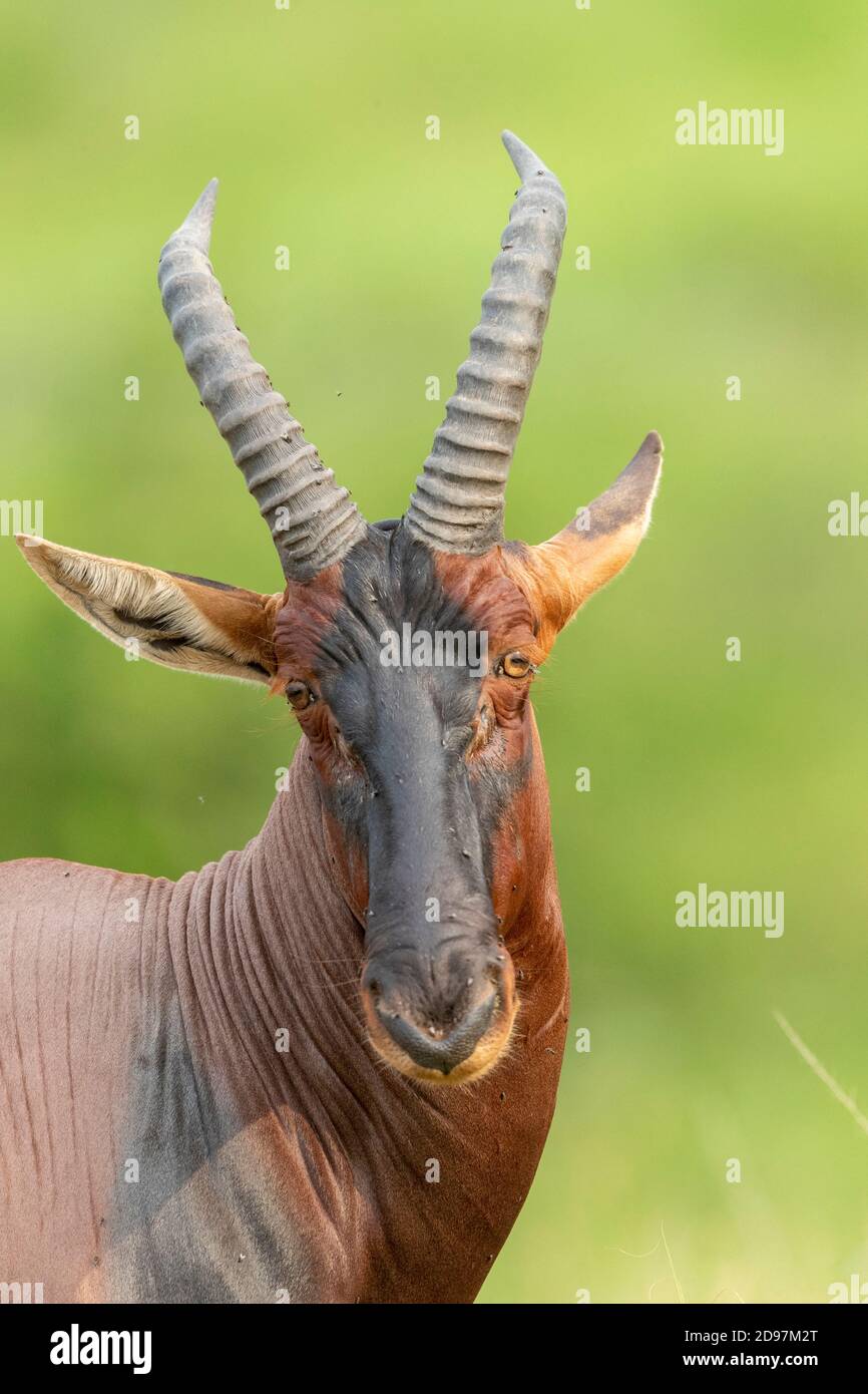 Sassaby Damaliscus Sp High Resolution Stock Photography And Images Alamy