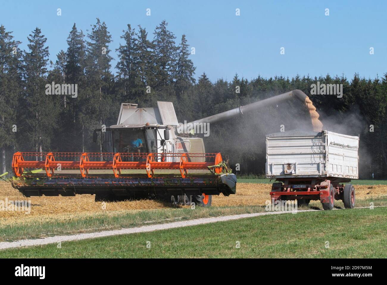 combine harvester delivering grain. Stock Photo