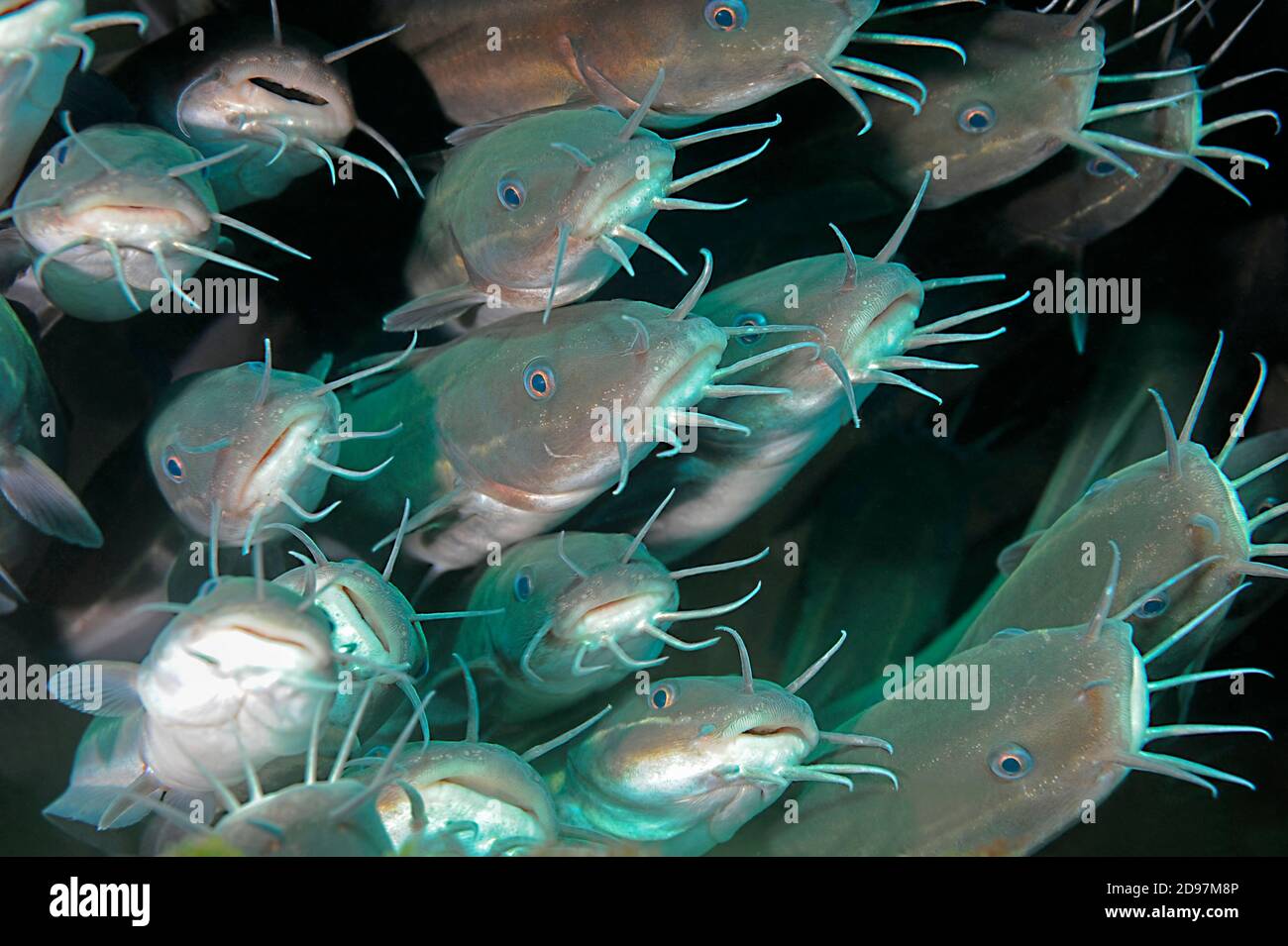 Catfish, Secret Bay Dive Site, Gilimanuk, Bali Island, Indonesia Stock