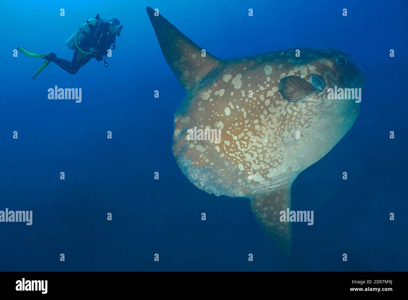 Ocean sunfish (Mola mola) and diver deep water Bali, Nusa Penida dive site, Blue  Corner, Bali Stock Photo - Alamy