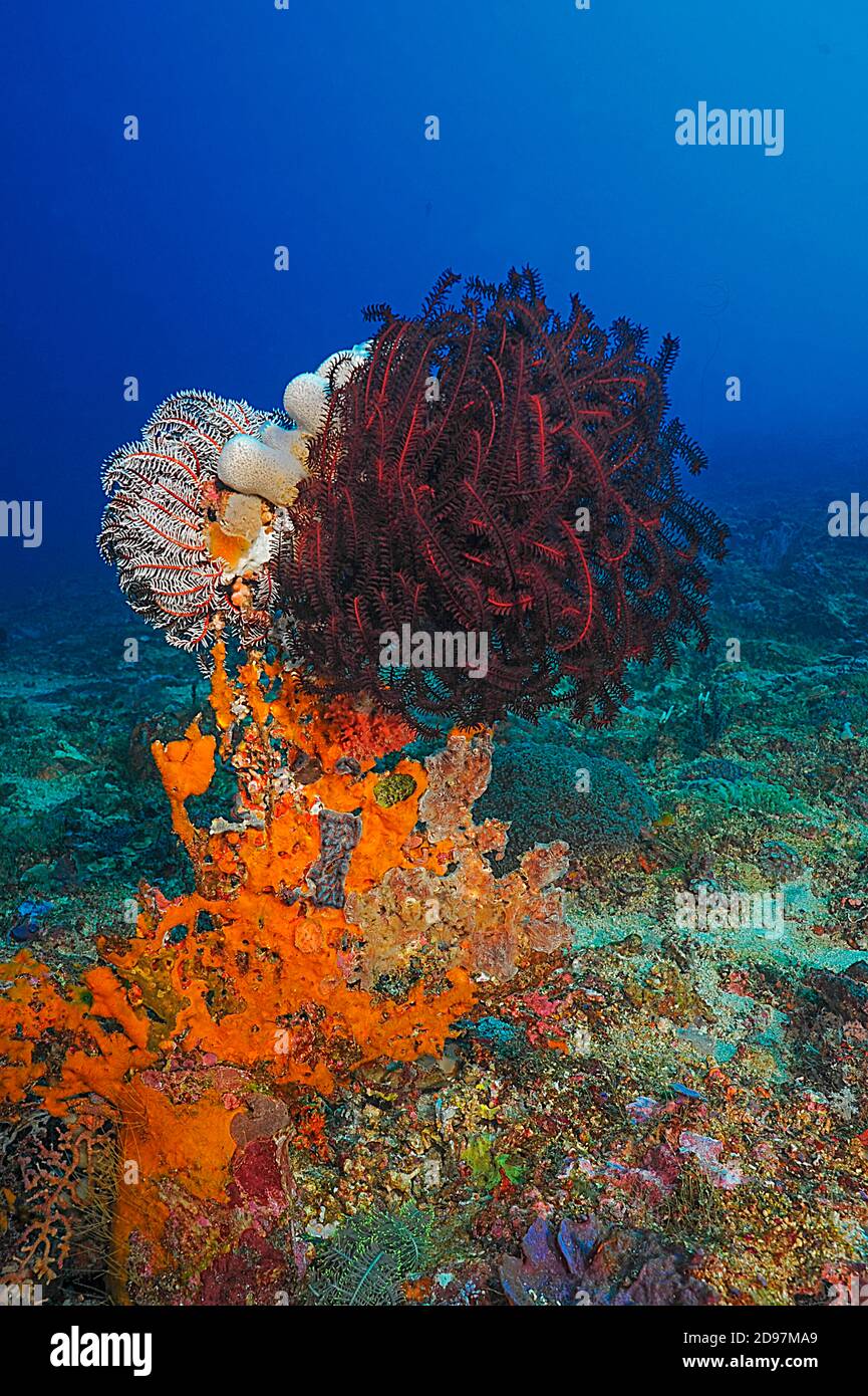 Crinoids, Nusa Penida dive site, Blue Corner, Bali Stock Photo Alamy