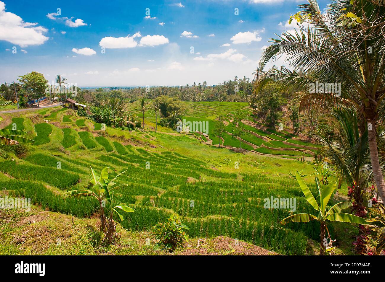 Rice terrace, South Sector of Taman Ayun, Bali Island, Indonesia Stock Photo