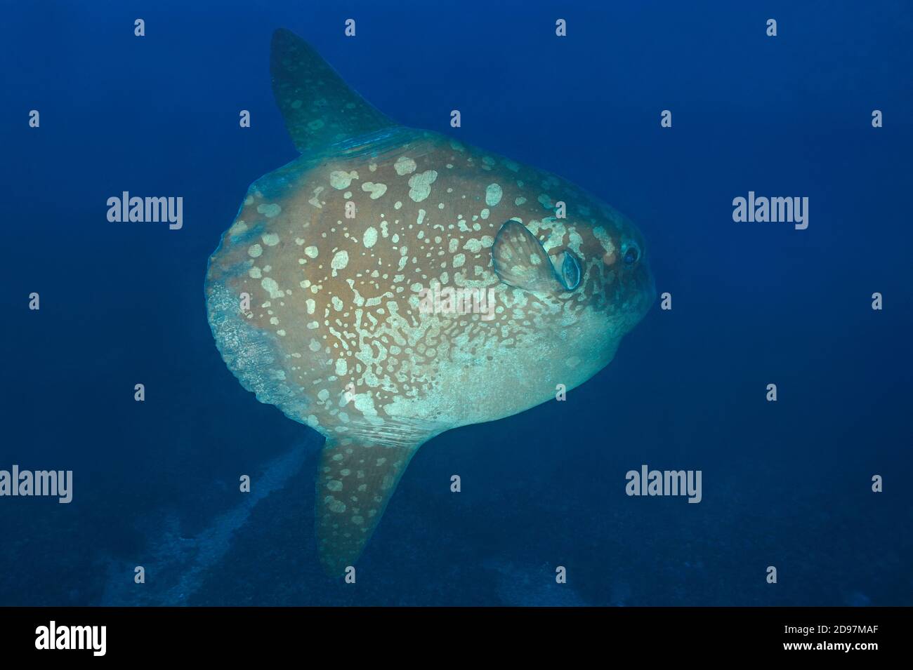 Sunfishes hi-res stock photography and images - Alamy