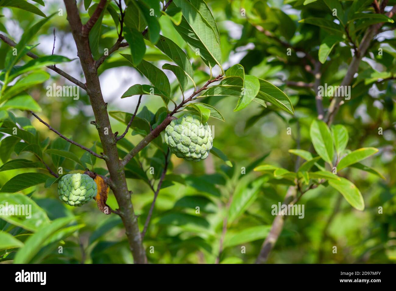 Asia custard apple custard apple asia hires stock photography and