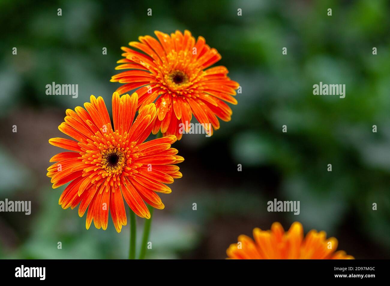 Yellow orange gerbera flower hires stock photography and images Alamy
