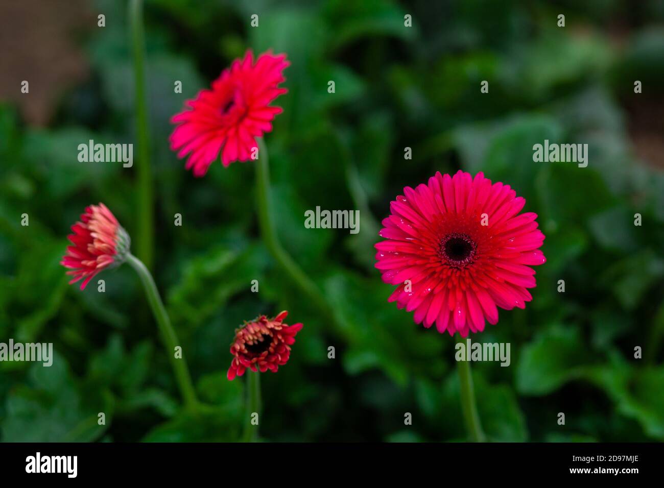 Magenta Color High Resolution Stock Photography and Images - Alamy