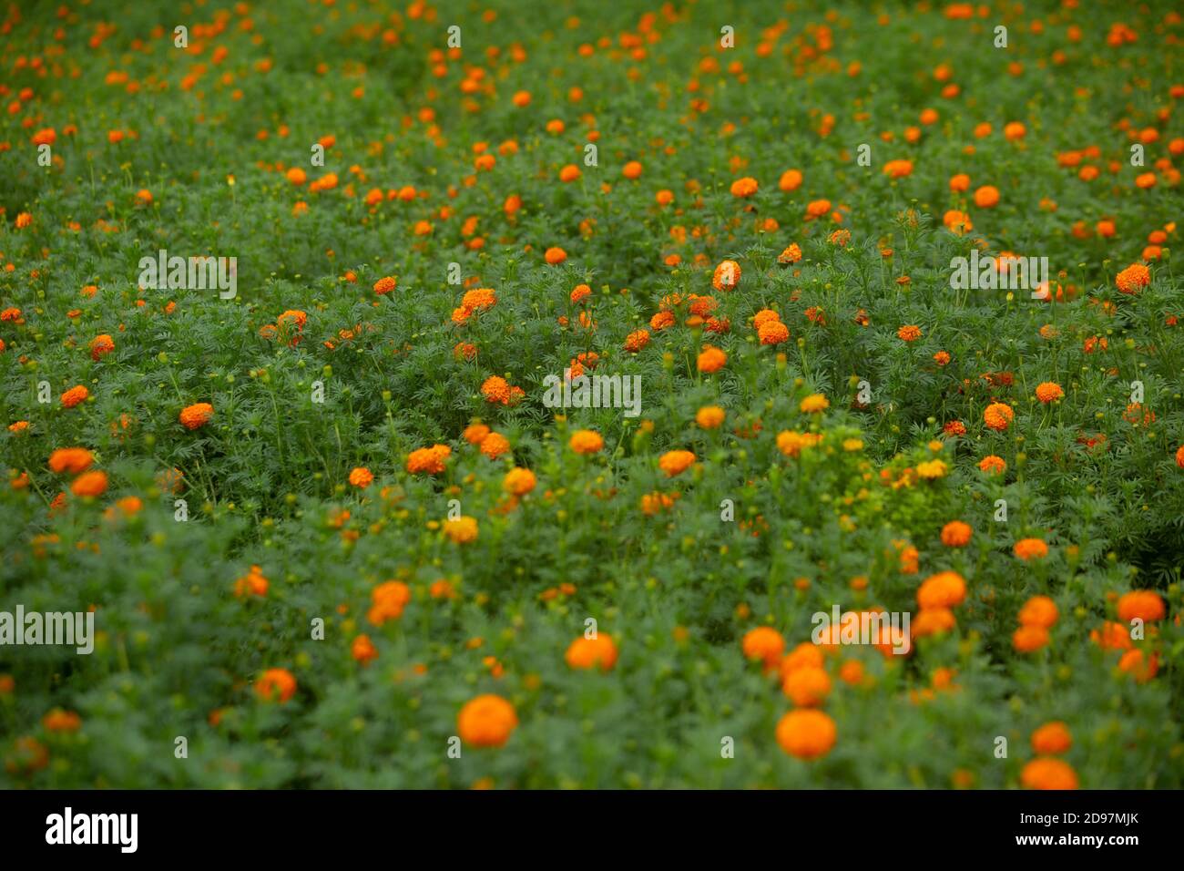 Beautiful blooming orange marigold flowers in the garden. Orange Green flowers background. Stock Photo
