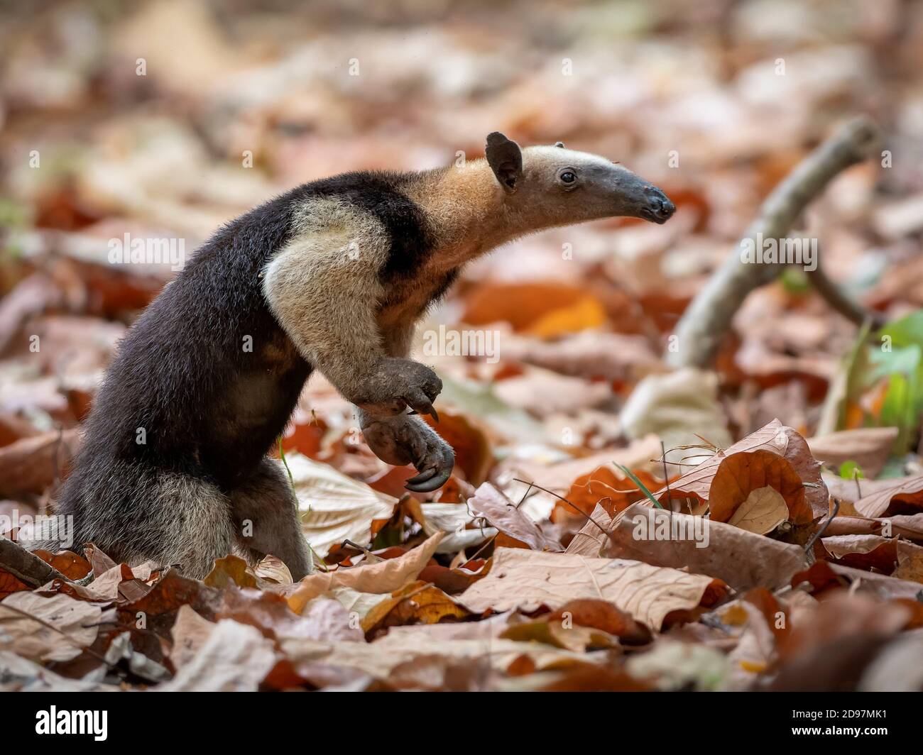 Northern Tamandua Tamandua Mexicana In Leaflitter covered Forest northern-tamandua-tamandua-mexicana-in-leaflitter-covered-forest
