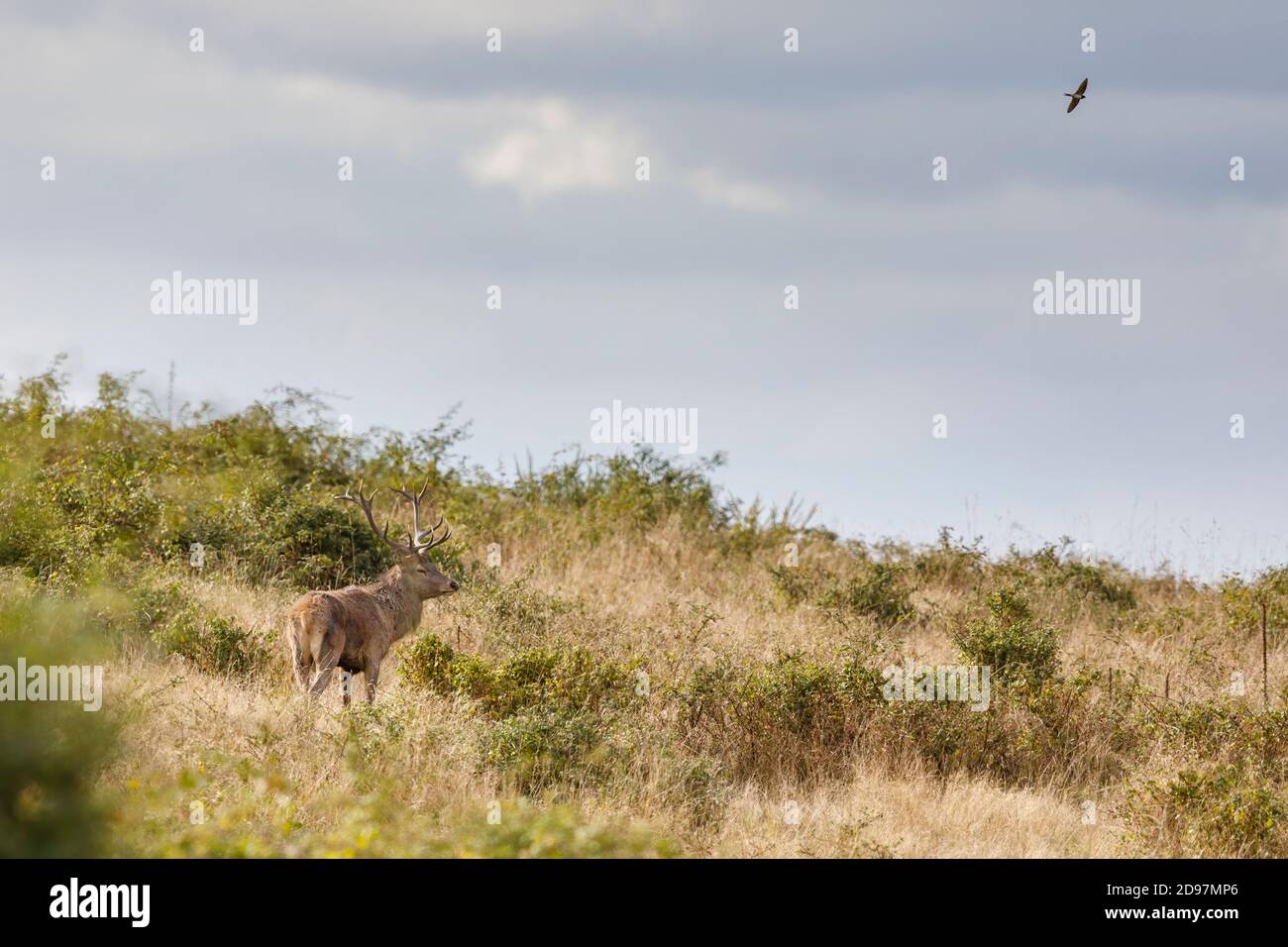 Red deer (Cervus elaphus) stag and barn swallow -Hirundo rustica), Charente-maritime, France Stock Photo