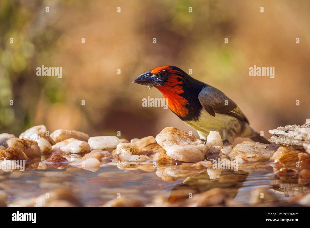 Black collared Barbet in Kruger National park, South Africa ; Specie Lybius torquatus family of Ramphastidae Stock Photo