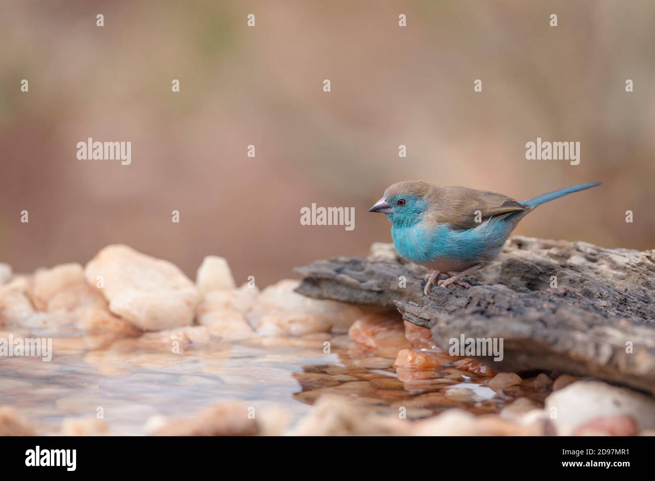 Blue breasted cordonbleu (Uraeginthus angolensis) in waterhole in Kruger National park, South Africa Stock Photo