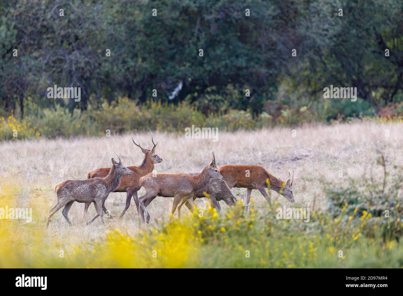 Youngs males Red Deers (Cervus elaphus) after a bath of kaolin slurry, Charente-maritime, France Stock Photo