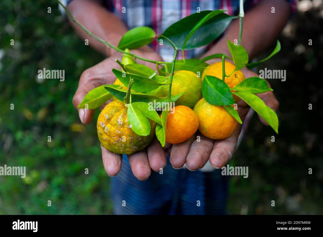 A man displaying on his hand tangerine and citrus fruits. Ripe and