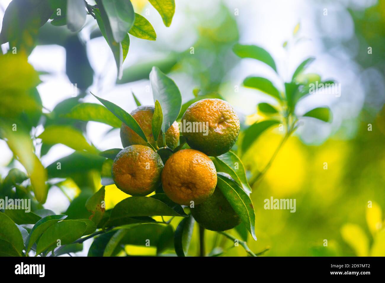 Tangerine fruit (Citrus Tangerina) plantation. Green leaf and orange