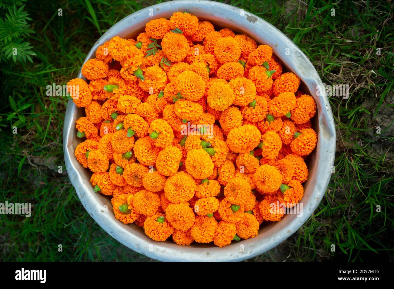 Marigold flowers are collected from the garden and stored in a silver container. Stock Photo
