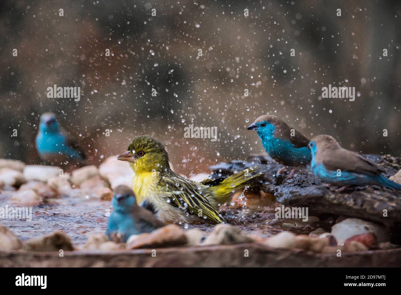 Village weaver Ploceus cucullatus and blue breasted cordonbleu Uraeginthus angolensis bathing in waterhole in Kruger National park, South Africa Stock Photo