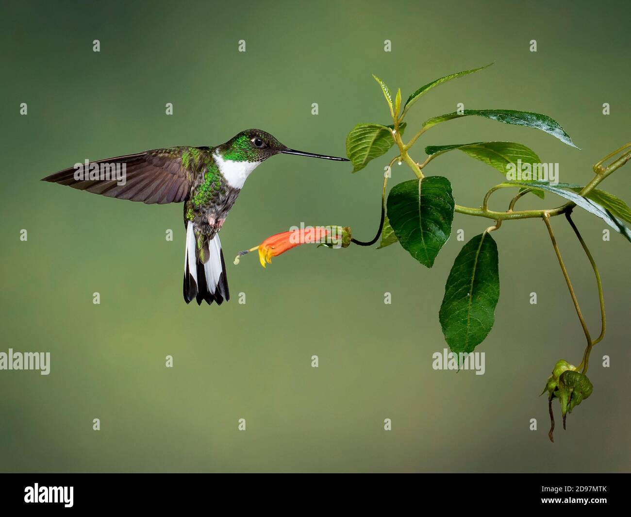 Collared Inca (Coeligena torquata), female in flight, Ecuador Stock