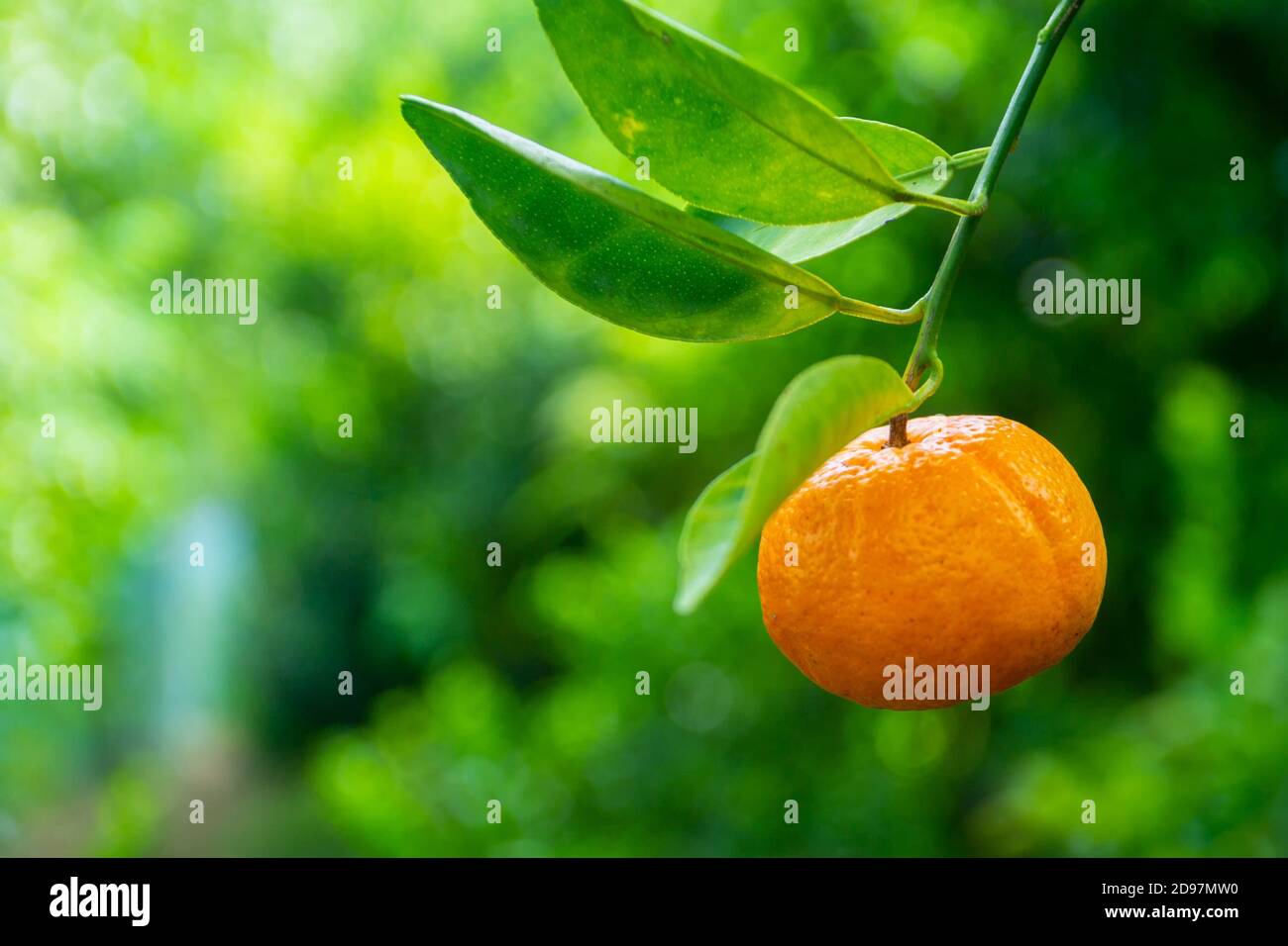 A tangerine fruit (Citrus Tangerina) hanging with leaves. Yelloworange