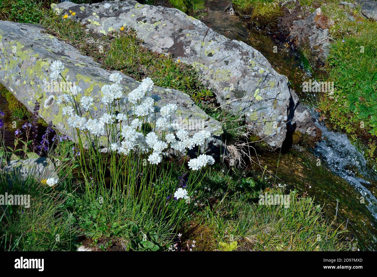 Whitish Thrift (Armeria canescens), Habitat: lawns, rocky outcrops on siliceous soils, Subalpine level, Pyrenees Atlantiques, France Stock Photo