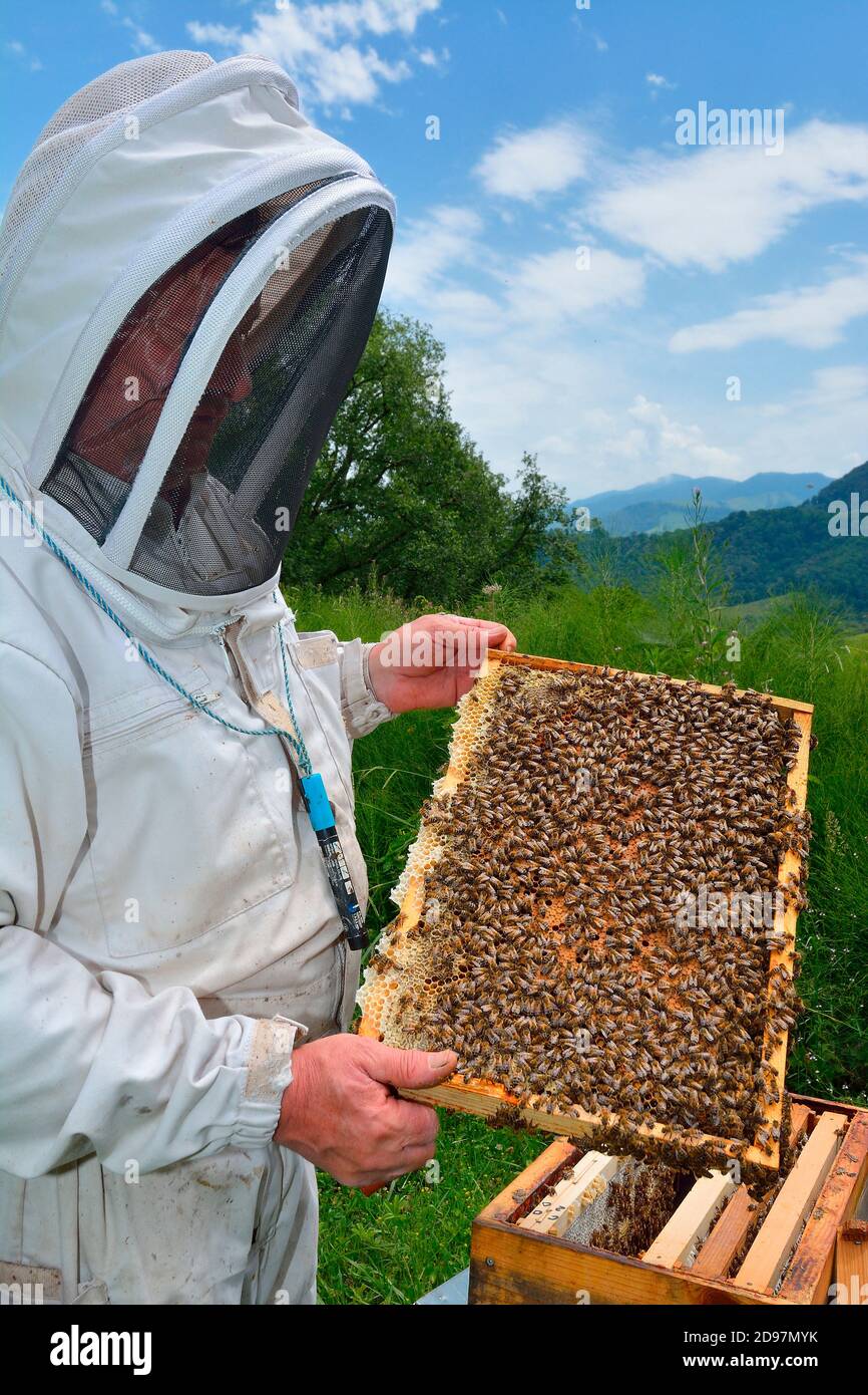 Beekeeper presenting his colony of Buckfast bees. Characteristics