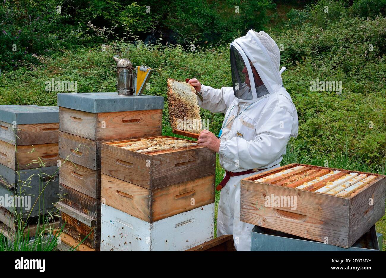 Mountain beekeeper: weekly control of the colony. Buckfast bees: crossing of 2 strains: Italian bees and black bees. Characteristics: prolific and kno Stock Photo
