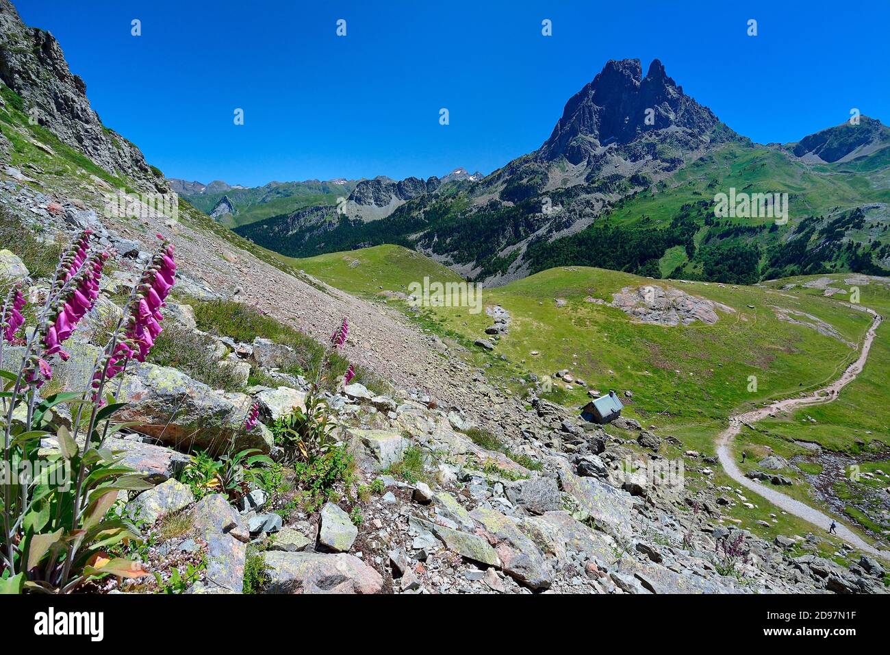 Foxglove (Digitalis purpurea), Habitat: on silica, mountain stage, Path of the PN des Pyrenees facing the Pic du Midi d'Ossau, Vallee d'Ossau, Pyrenee Stock Photo