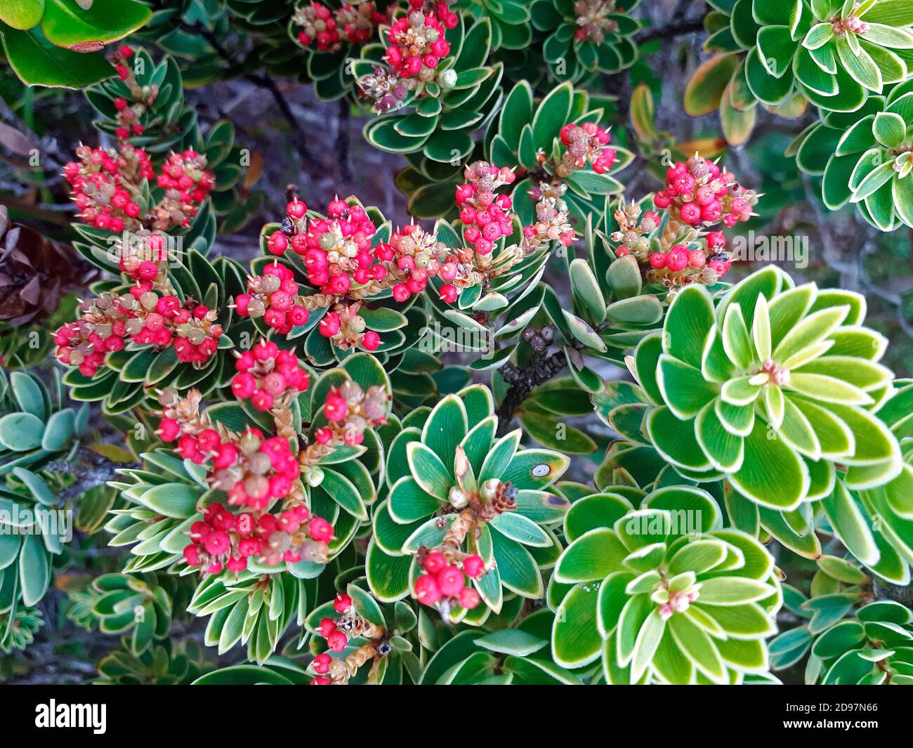 Ericaceae Cyathopsis (Cyathopsis albicans) in bloom, Mont Dore, endemic New Caledonia Stock Photo