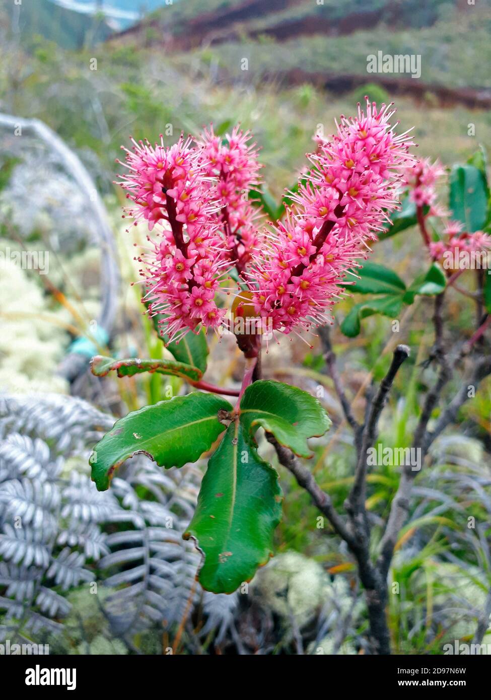 Cunoniaceae family hires stock photography and images Alamy