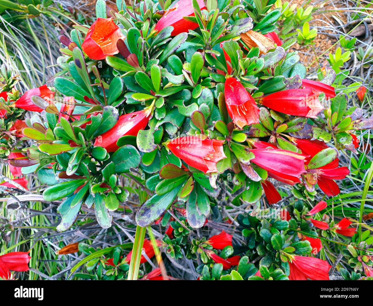 Thiollierea (Thiollierea campanulata) in bloom, Mont Dore, Rubiacea endemic to New Caledonia Stock Photo