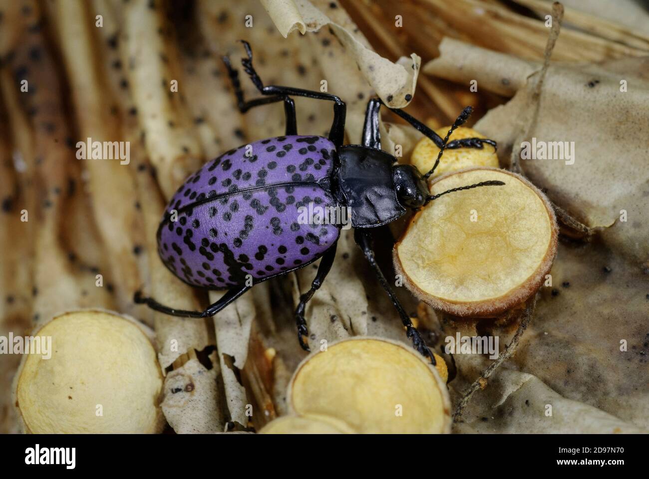 Pleasing Fungus Beetle, Gibbifer californicus, eating bird?s nest fungus, southeastern Arizona Stock Photo