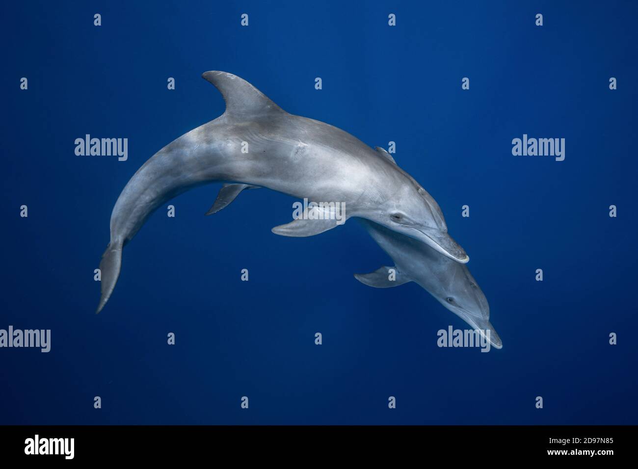 Indian Ocean bottlenose dolphin (Tursiops aduncus) in the lagoon, Mayotte Stock Photo