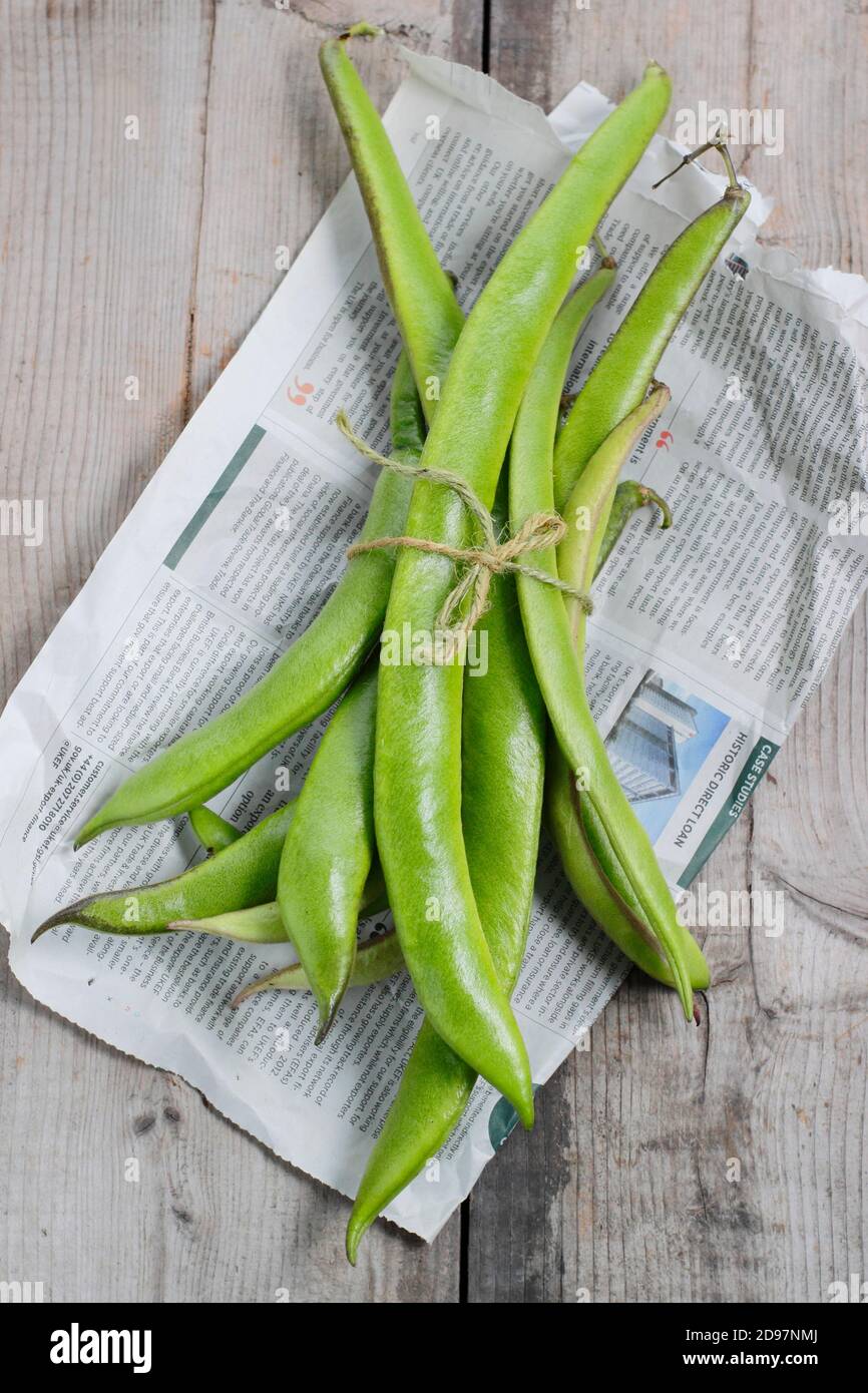 Phaseolus coccineus 'Firestorm'. Freshly picked homegrown runner beans on a garden table. UK Stock Photo