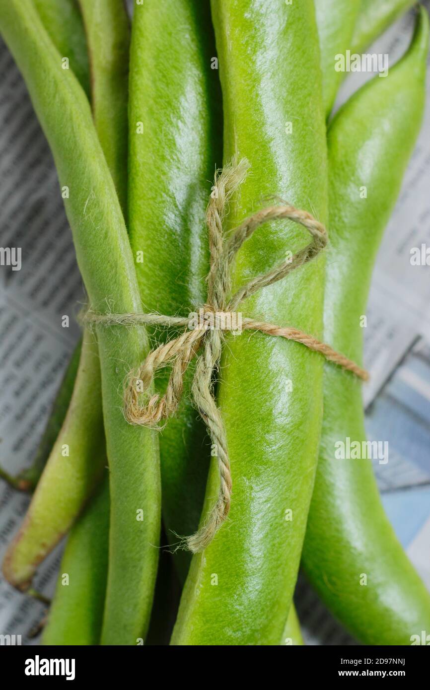 Phaseolus coccineus 'Firestorm'. Freshly picked homegrown runner beans on a garden table. UK Stock Photo